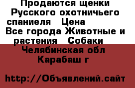 Продаются щенки Русского охотничьего спаниеля › Цена ­ 25 000 - Все города Животные и растения » Собаки   . Челябинская обл.,Карабаш г.